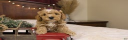 Goldendoodle dogs for sale: Holly - Ad 8