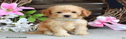 Cavapoo dogs for sale: Mason - Ad 6