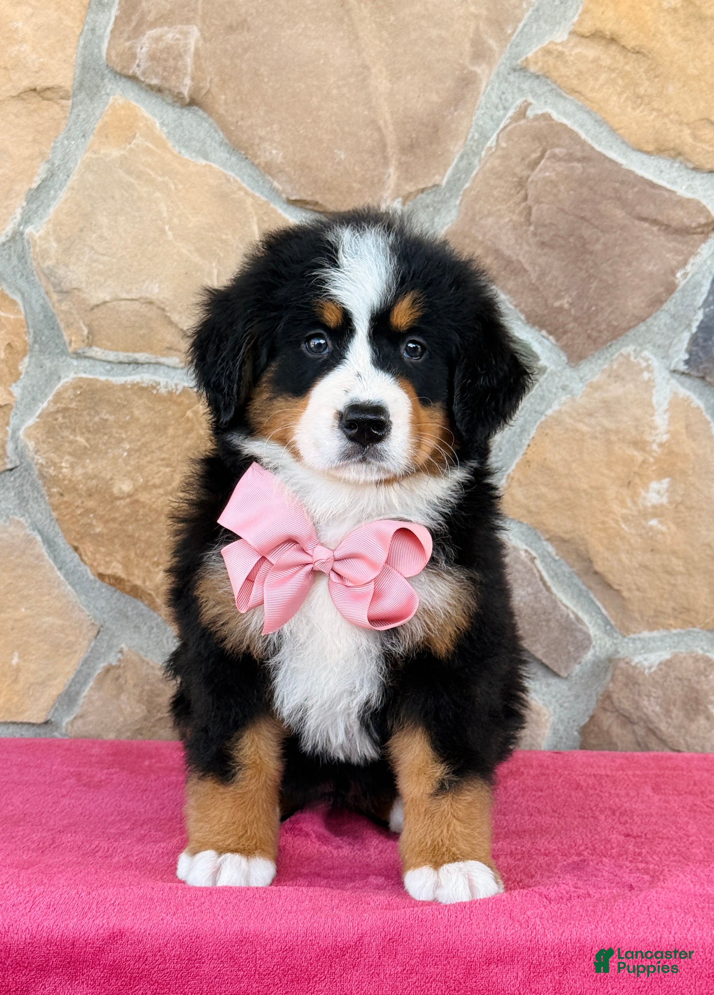 Bernese Mountain Dog dogs Rue - Ad 1