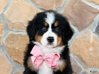 Bernese Mountain Dog dogs for sale: Rue - Ad 1