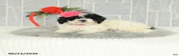 Bichpoo dogs for sale: Miss Patty - Ad 4