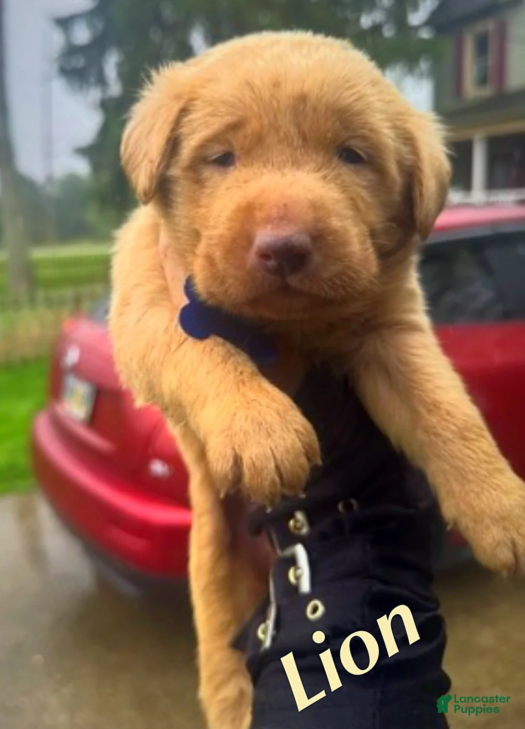 Labrador Retriever dogs for sale: Labrador Retriever Puppy 1 - Ad 1