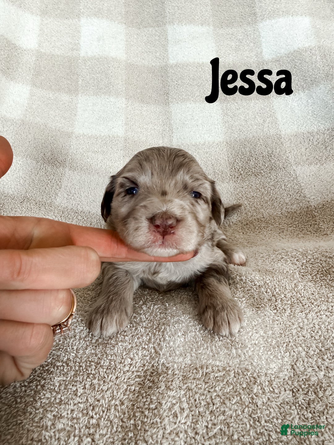 Aussiedoodle dogs for sale: Jessa - Ad 1