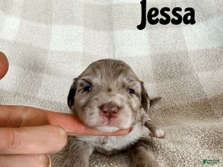 Aussiedoodle dogs Jessa - Ad 40
