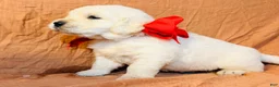 Golden Retriever dogs for sale: Red Boy - Ad 1