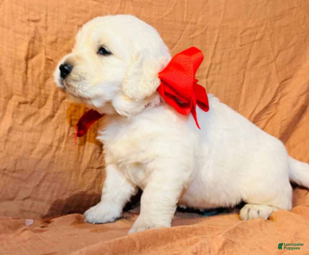 Golden Retriever dogs for sale: Red Boy - Ad 1