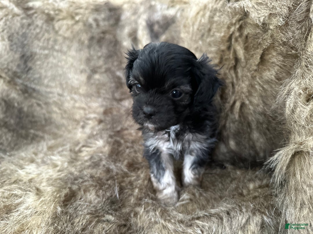 Mixed Breed dogs for sale: Tidbit - Ad 3