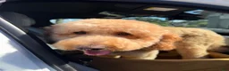 Goldendoodle dogs for sale: Waffle - Ad 12