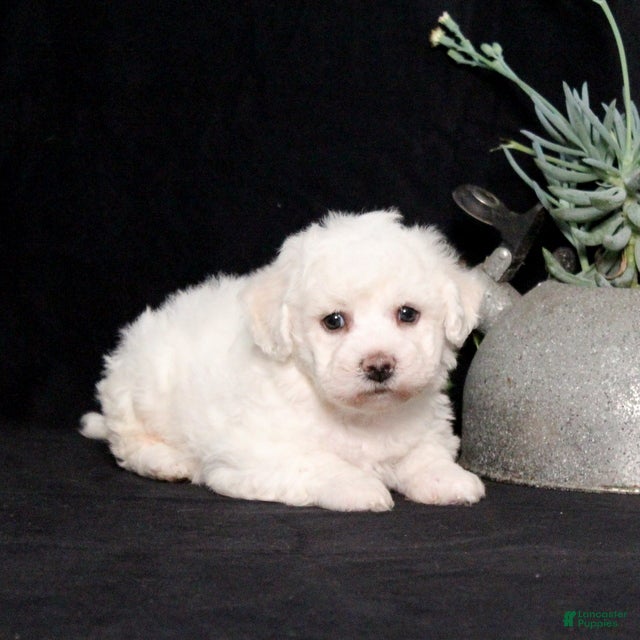 Bichon Frise dogs Eve - Ad 2