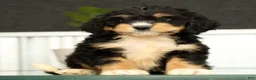 Mini Bernedoodle dogs for sale: Freddie - Ad 5
