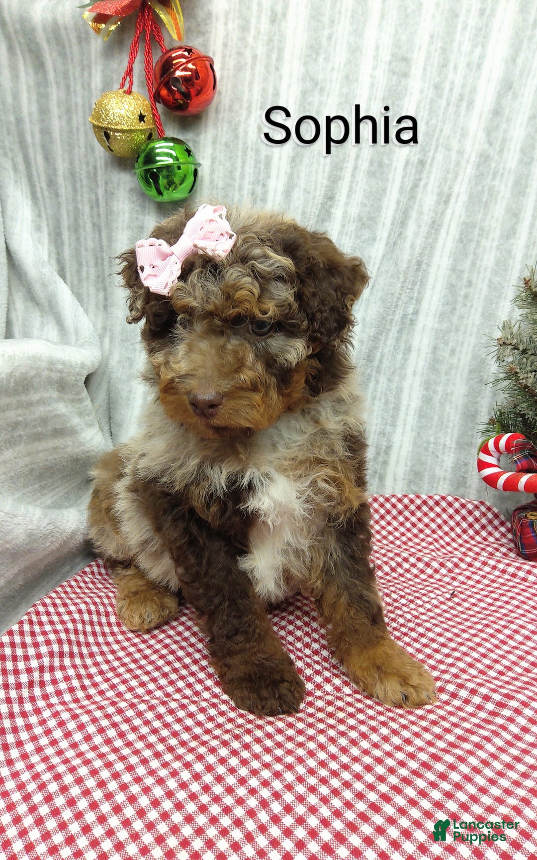 Mini Bernedoodle dogs for sale: Sophia - Ad 8