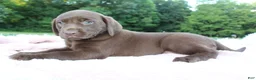 Labrador Retriever dogs for sale: Star - Ad 3