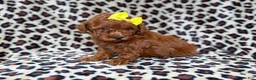 Mini Goldendoodle dogs for sale: Sydney - Ad 7