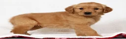Golden Retriever dogs for sale: Rusty - Ad 5