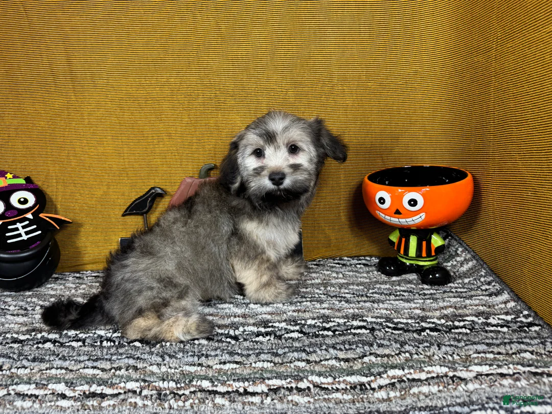 Havanese dogs for sale: Havanese 1 - Ad 2