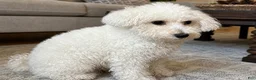 Teddy Bear dogs for sale: Dolly - Ad 4
