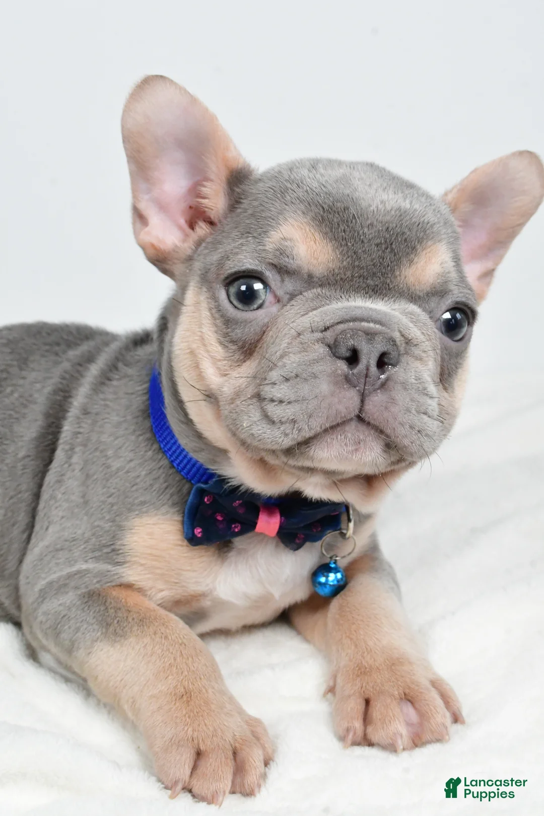 French Bulldog dogs for sale: Checkers - Ad 6