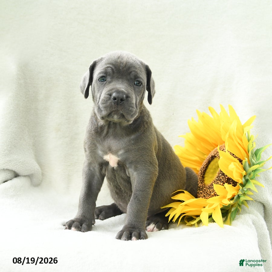 Cane Corso dogs Beverly - Ad 1