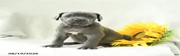 Cane Corso dogs for sale: Beverly - Ad 1