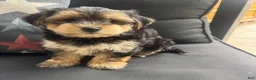Morkie dogs for sale: Louis - Ad 7