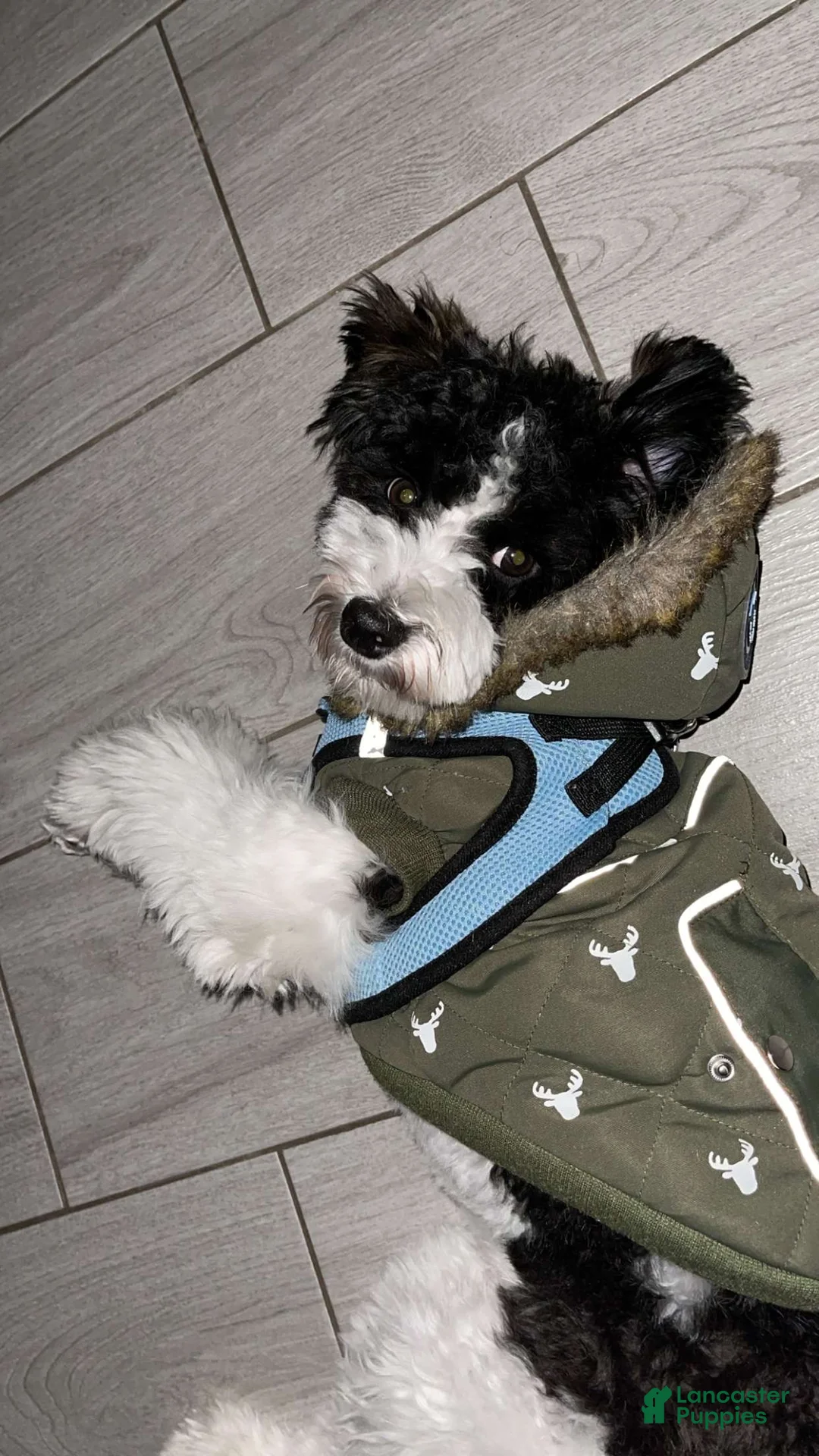 Mixed Breed dogs for sale: Mixed Breed Puppy 1 - Ad 1