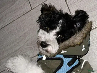 Mixed Breed dogs Mixed Breed Puppy 1 - Ad 39