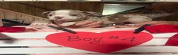 Olde English Bulldogge dogs for sale: Olde English Bulldogge 10 - Ad 8