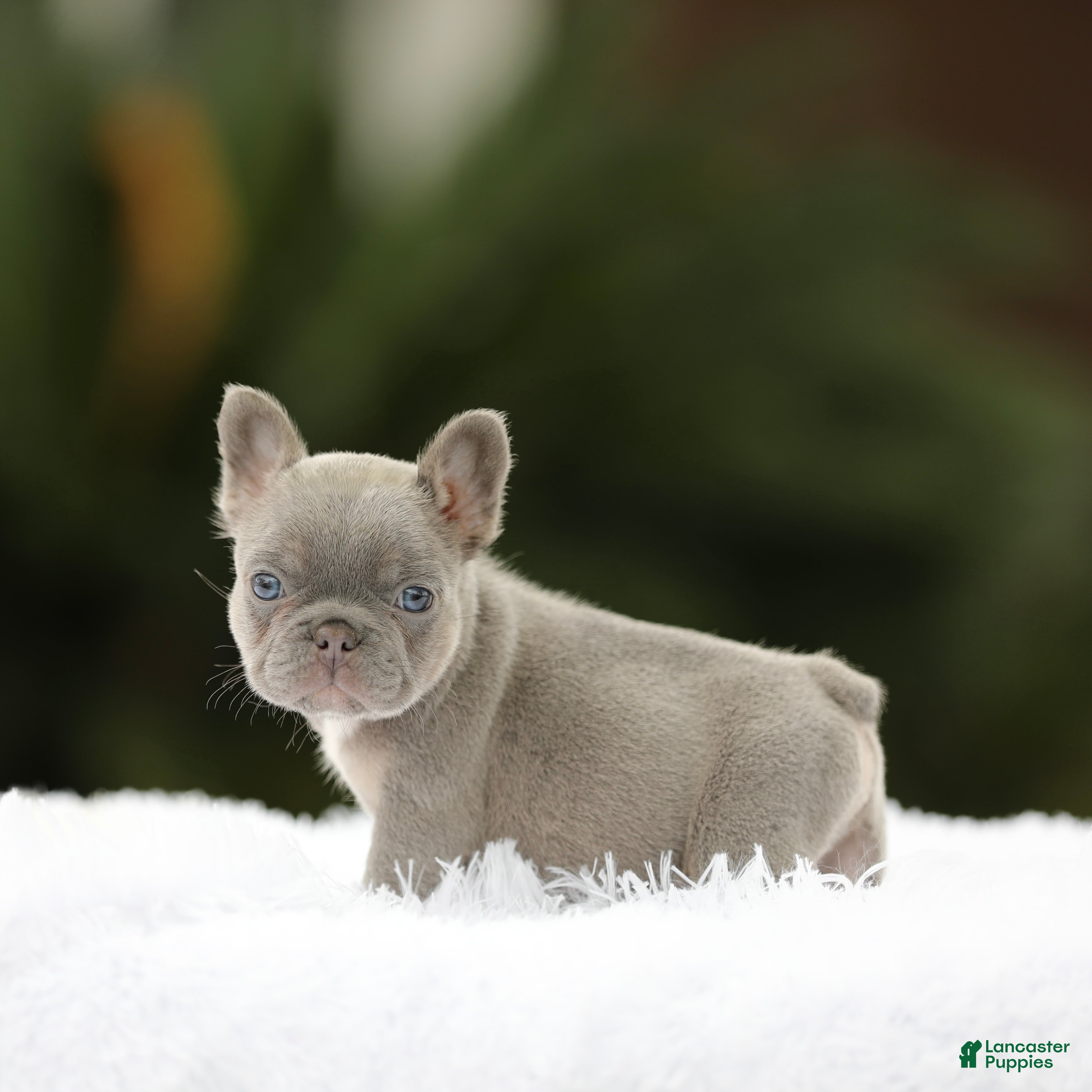 French Bulldog dogs French Bulldog Puppy 1 - Ad 35