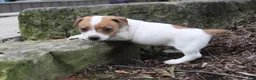 Jack Russell Terrier dogs for sale: Benji - Ad 6