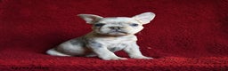 French Bulldog dogs for sale: Fifi - Ad 1