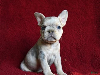 French Bulldog dogs Fifi - Ad 4