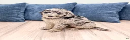 Mixed Breed dogs for sale: Nevaeh - Ad 5