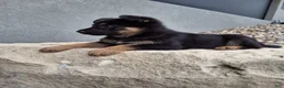German Shepherd dogs for sale: Karl - Ad 4