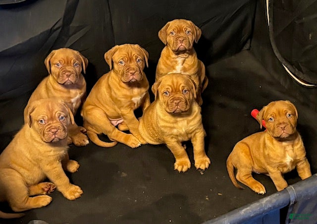 Dogue De Bordeaux dogs Dogue De Bordeaux Puppy 5 - Ad 1