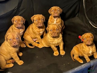 Dogue De Bordeaux dogs Dogue De Bordeaux Puppy 3 - Ad 1