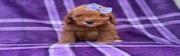 Cavapoo dogs for sale: Agnes - Ad 7