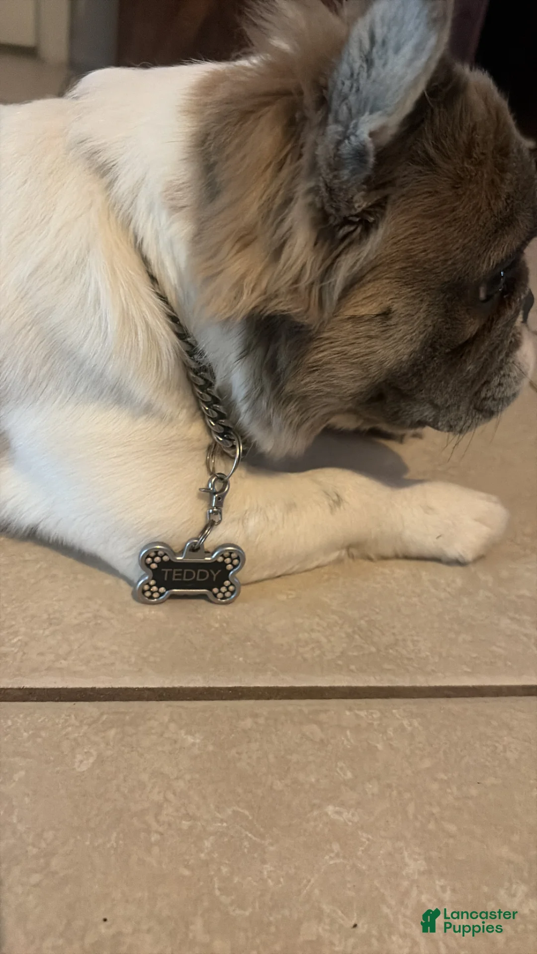 French Bulldog dogs for stud: Fluffy Frenchie - Ad 14