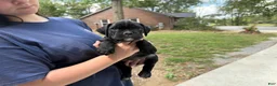 Boxer dogs for sale: Rio AKC Euro - Ad 1