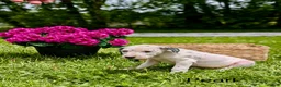 Mixed Breed dogs for sale: Pearl - Ad 3