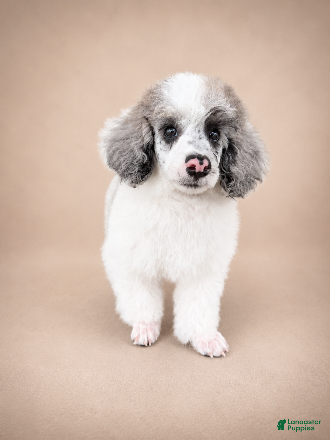 Miniature Poodle dogs Bear - Ad 2
