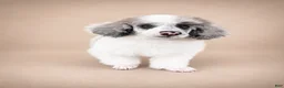 Miniature Poodle dogs for sale: Bear - Ad 4
