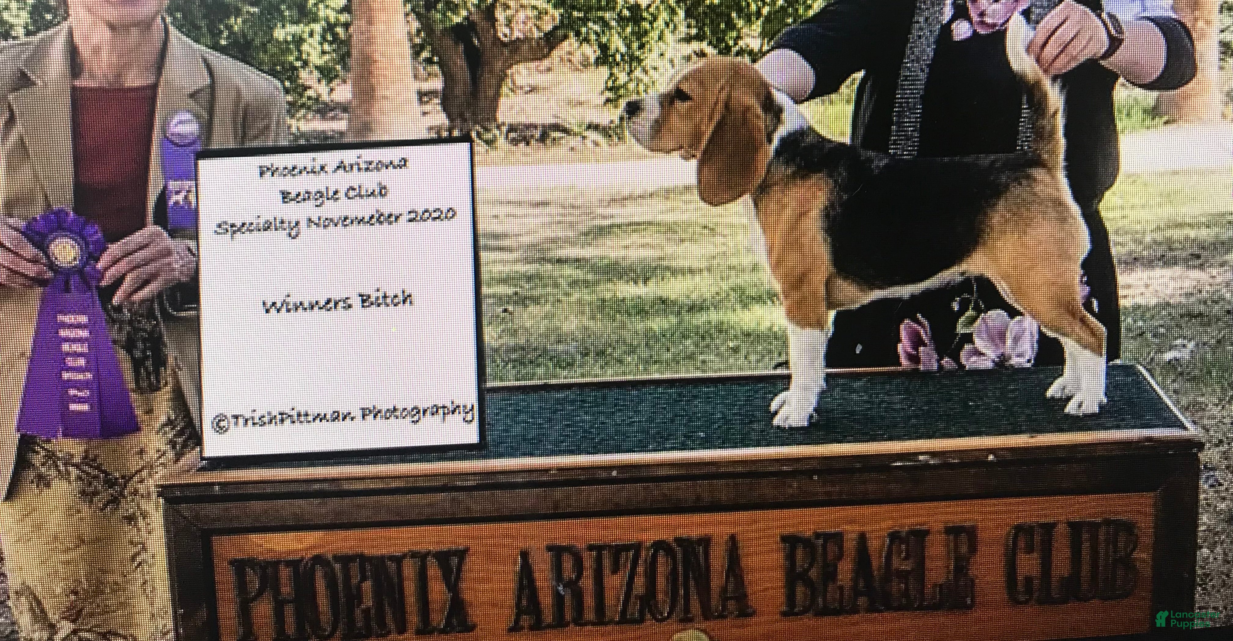 Beagle dogs Feather - Ad 17