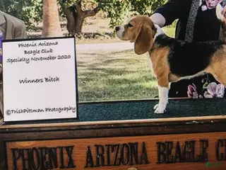 Beagle dogs Feather - Ad 17