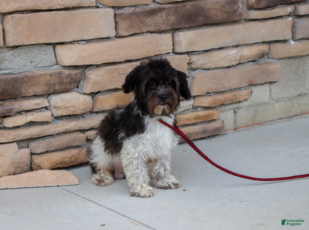 Havapoo dogs for sale: Max - Ad 5