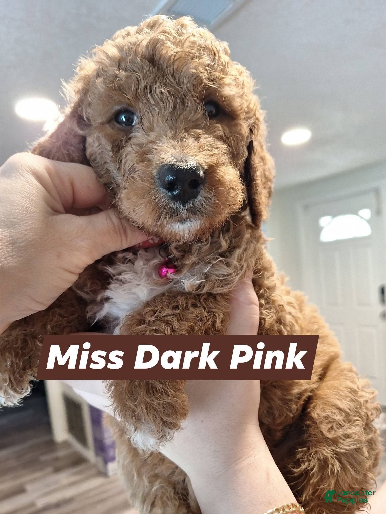 Goldendoodle dogs Goldendoodle Puppy 5 SOLD - Ad 1