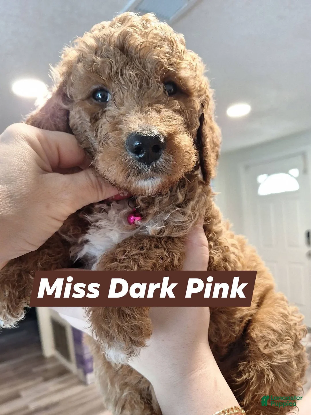 Goldendoodle dogs for sale: Goldendoodle Puppy 5 SOLD - Ad 1