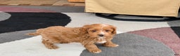 Cockapoo dogs for sale: Cockapoo female 1 - Ad 8
