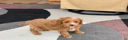 Cockapoo dogs for sale: Cockapoo female 1 - Ad 7