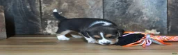 Beagle dogs for sale: Cooper - Ad 6