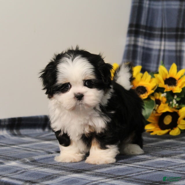 Shih Tzu dogs Blaire - Ad 1